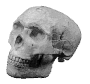 realSkull.gif (3386 bytes)